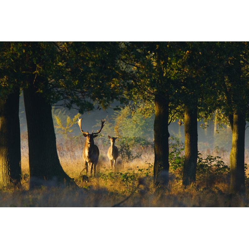 Famliy Deer In Forest by Rondakimbrow - Wrapped Canvas Rectangle Print, 51cm H x 76cm W x 3.8cm D