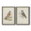 Toile encadrée de qualité supérieure Hawk Owl - prête à être accrochée-1109121184-1109121192