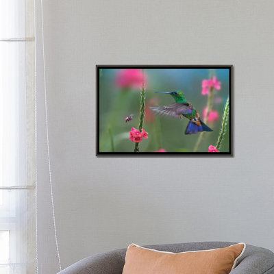 «Copper Rumped Hummingbird» par Tim Fitzharris - reproduction de photo