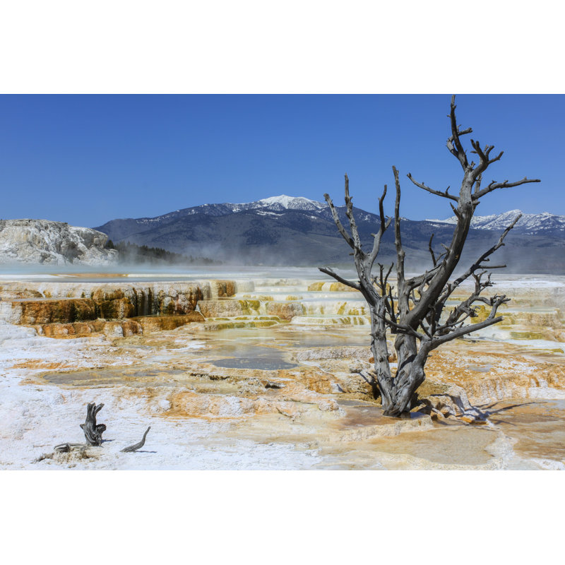 Dead Tree - Wrapped Canvas Print, 30cm H x 46cm W x 3.8cm D