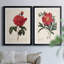 «Red Botanical III», ensemble de 2 reproductions d'art sur toile encadrées-61455405-61455406