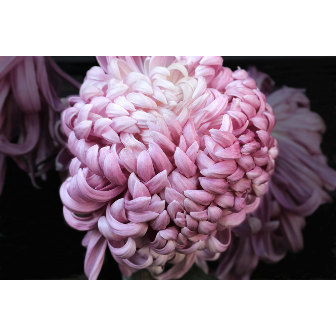 Closeup Of Chrysanthemum - Wrapped Canvas Print