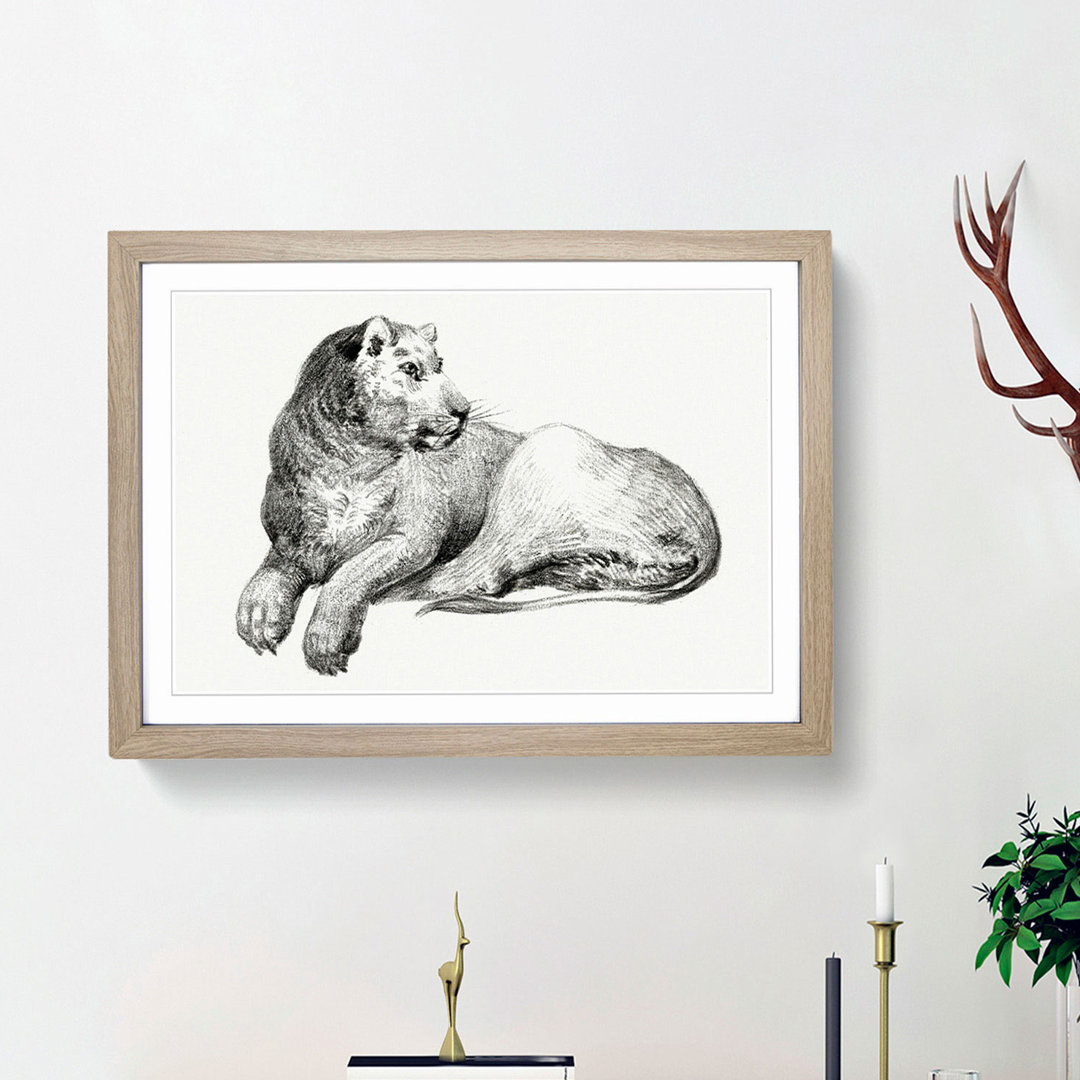 Young Lion by Jean Bernard - Picture Frame Drawing Print
