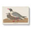 Black-Headed Gull by John James Audubon - Wrapped Canvas-55370581