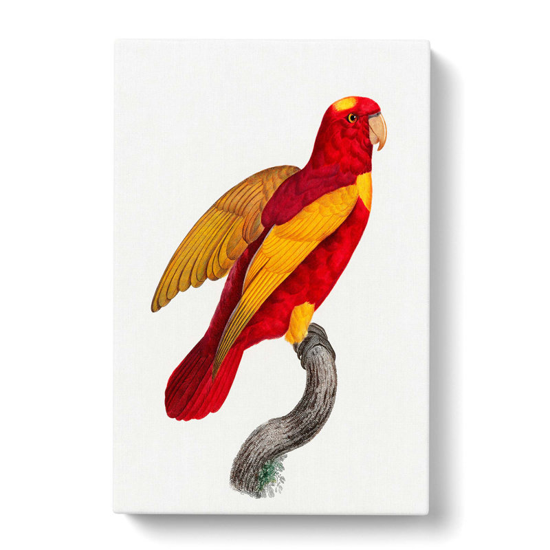 Lory by F. Levaillant - Wrapped Canvas, 76cm H x 50cm W x 3cm D