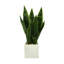 Classic Snake Plant in Fiberstone Pot