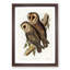 Masked Barn Owls by Elizabeth Gould - Framed Print-55575605-55575609