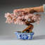 Genuine Rose Quartz Bonsai Tree in Square Ceramic Pot (11")