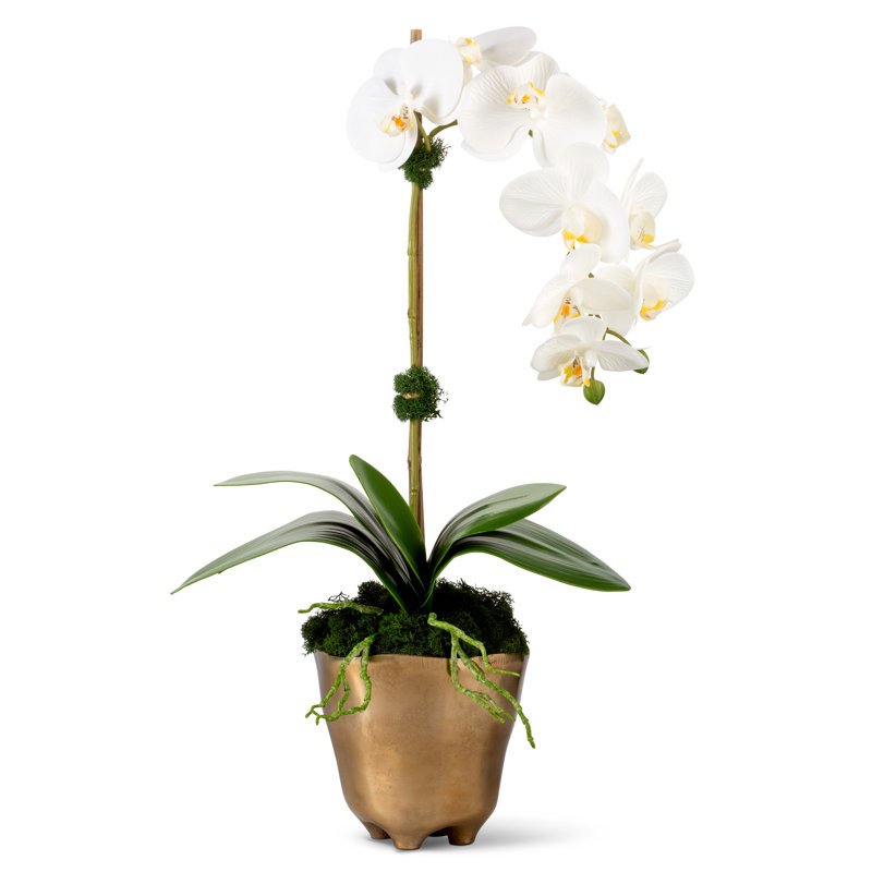 Axel Realtouch Orchid Arrangement, White