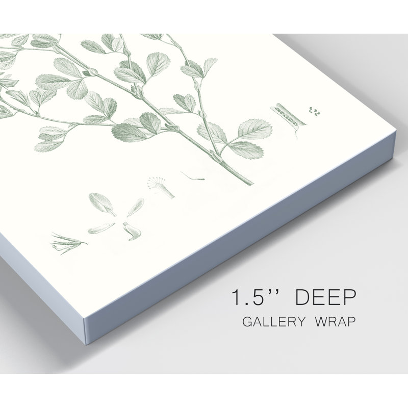 «Botanical Study in Sage VIII», reproduction d'art sur toile tendue, H 20 po x l 16 po x P 1 po