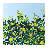 Lemon Tree by Rosalind Wheeler - Painting on Canvas-2091108455-2091108452