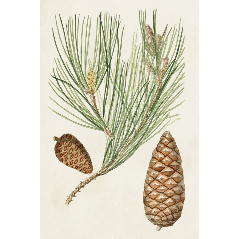 Antique Pine Cones III - Painting, 122cm H x 81cm W, Black Floater Framed