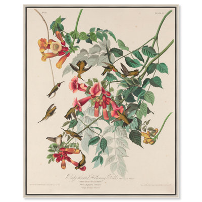 «Trochilus Colubris» par Art Remedy