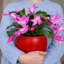 Pot à fleurs Kobe Nest intérieur / extérieur en fibre de strass - rouge véritable P 12 po (ouverture 7,8 po)-114366458-116641544