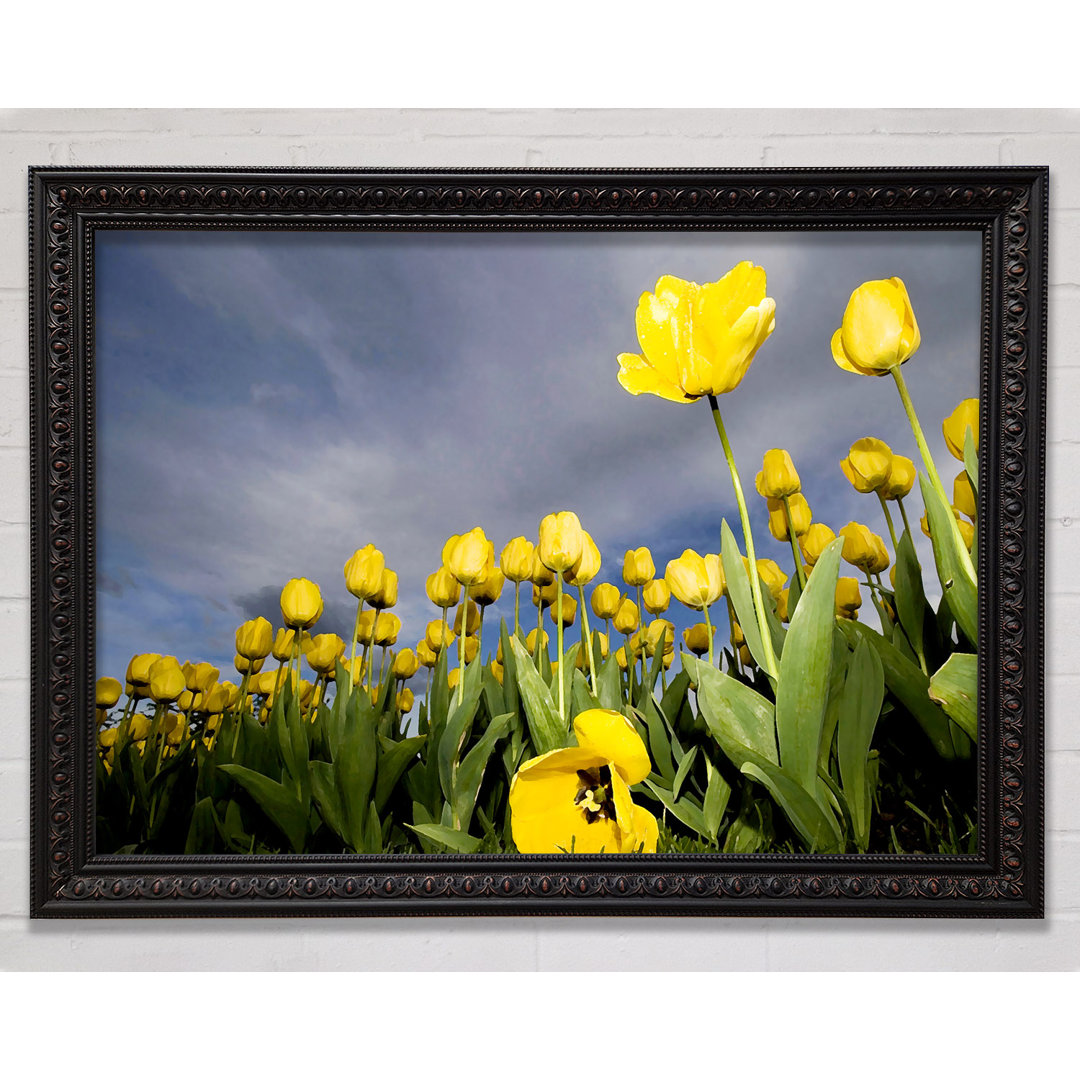 Gerahmtes Leinwandbild Yellow Tulip Field Storm