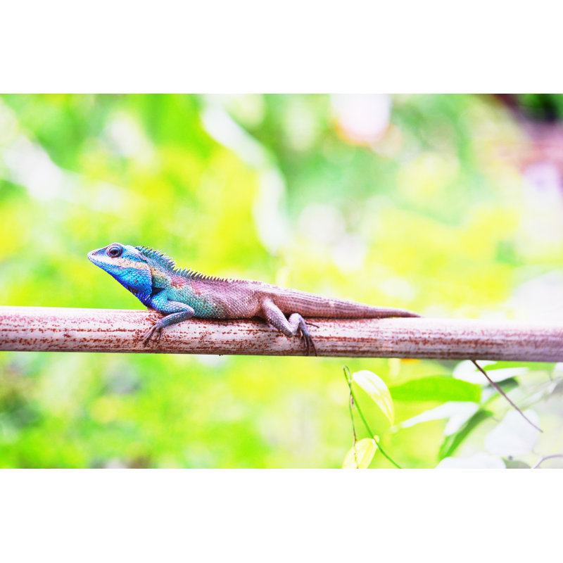 Paine Chameleon Animal - Wrapped Canvas Print, 30cm H x 46cm W x 3.8cm D