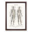 Human Anatomy in German - Picture Frame Drawing Print-55763857-55763862