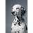 Portrait of Dalmatian by Alvarez-30322956