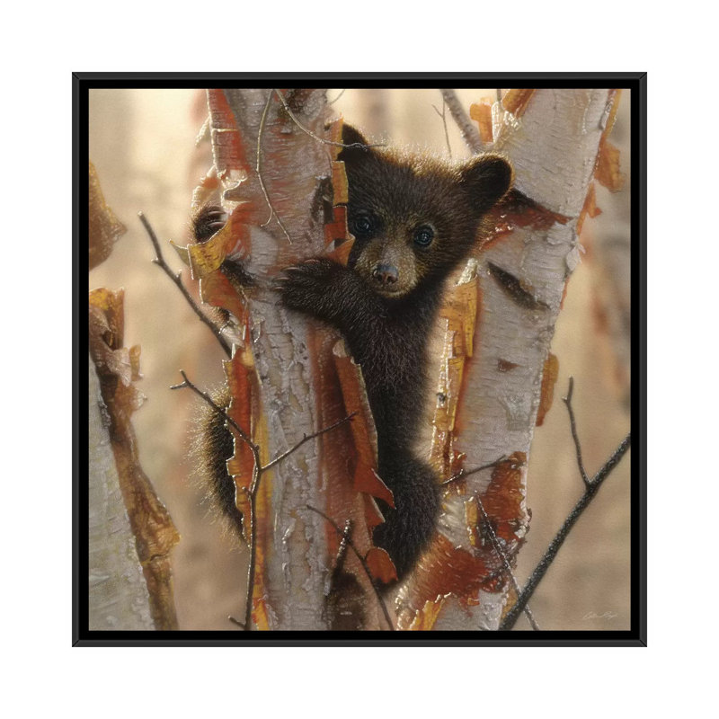 " Curious Black Bear Cub II, Square " by Collin Bogle, 18" H x 18" W x 1.5" D, Black Framed Canvas, No Mat