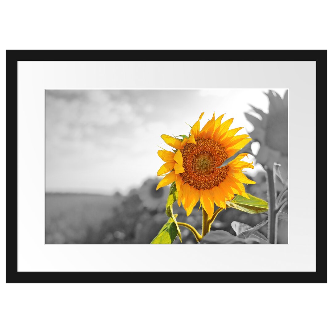 Gerahmtes Poster Nahaufnahme einer Sonnenblume