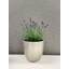 Basel Elegance Indoor Ceramic Pottery Kit