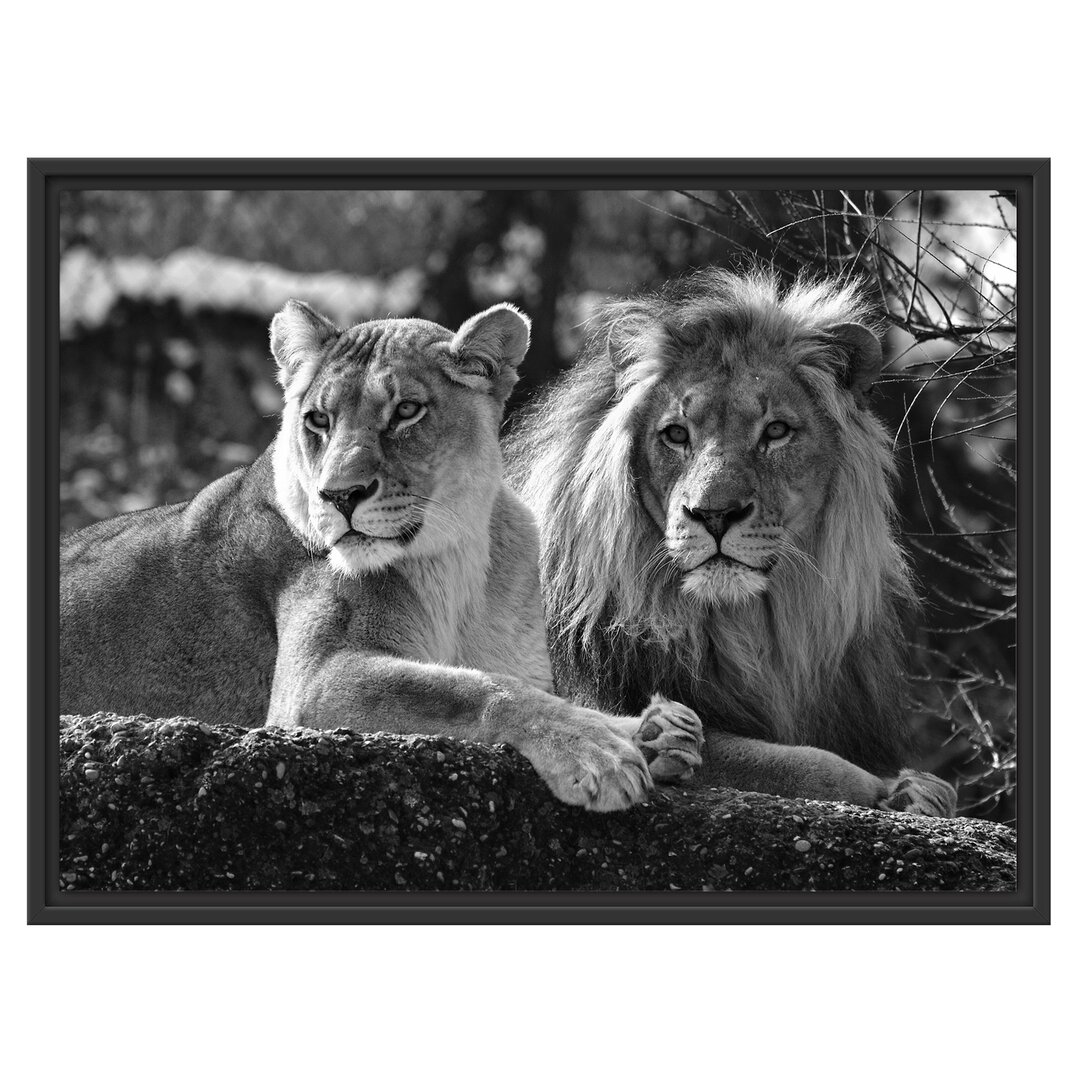 Gerahmtes Poster Attentive Lion Couple in Schwarz/Weiß