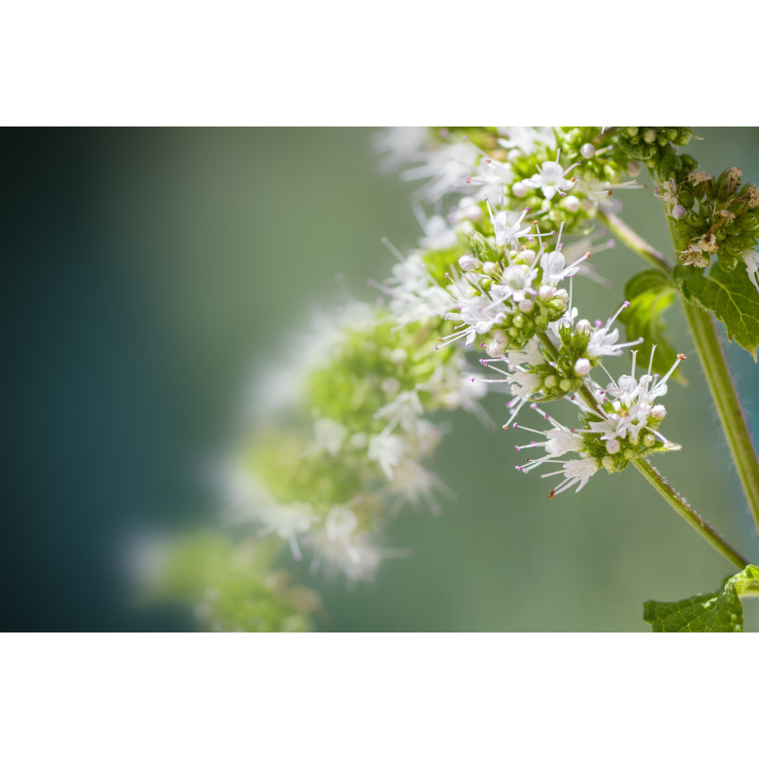 Minze Pflanze Weiße Blume von Gregory_DUBUS - Ohne Rahmen auf Leinwand drucken