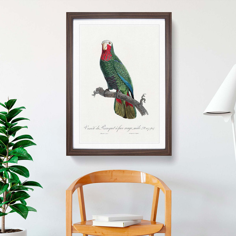 The Cuban Amazon Parrot by F. Levaillant - Picture Frame Art Print, 65cm H x 48cm W x 2cm D, Walnut Framed