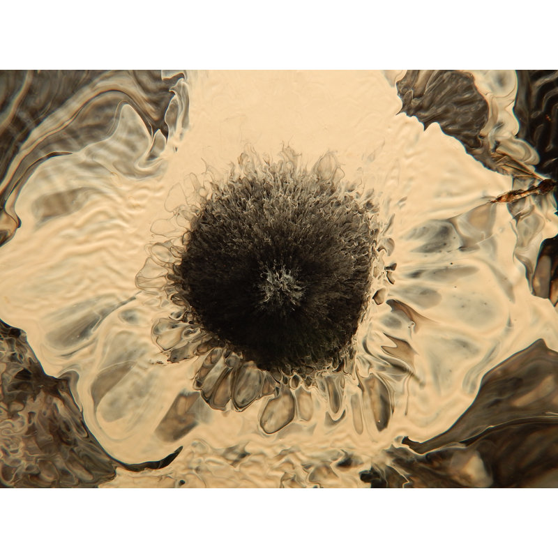 Fleur par Will Birdwell - Peinture, H 25,25 po x l 31,25 po, Papier avec cadre noir