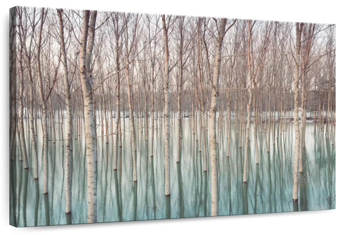 Millwood Pines Alvord Flooded Birch Tree Forest | Wayfair