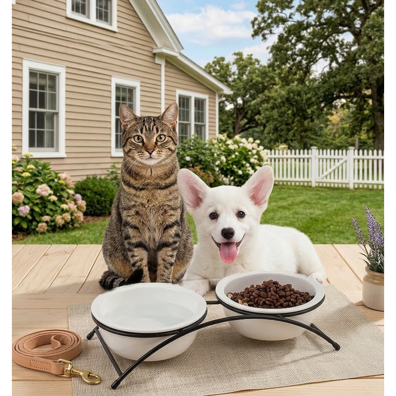 Ensemble de bol pour chat et petit chien en céramique 12 oz, lavable au lave-vaisselle