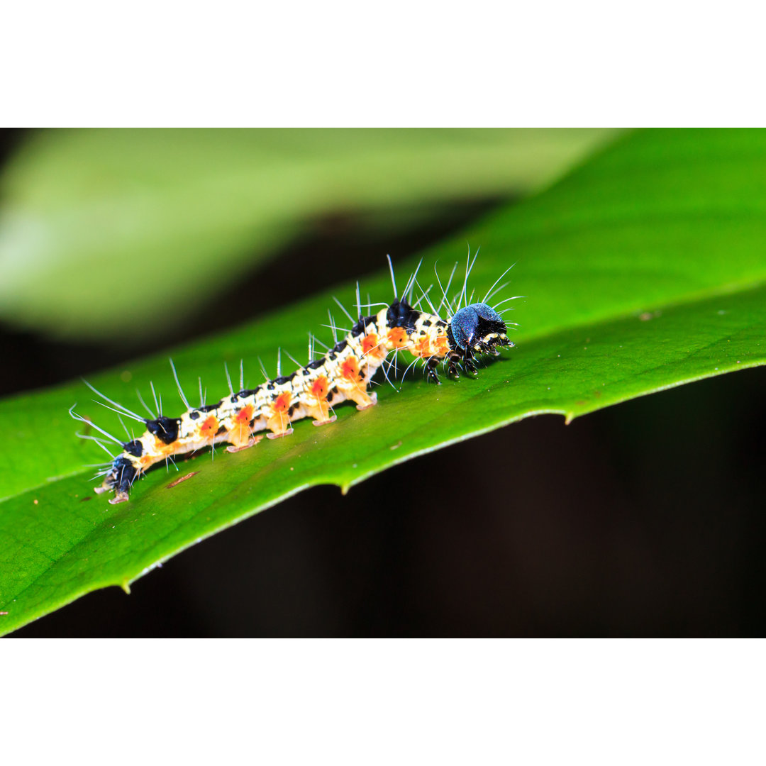 Caterpillar von Dennisvdw - Foto ohne Rahmen auf Leinwand