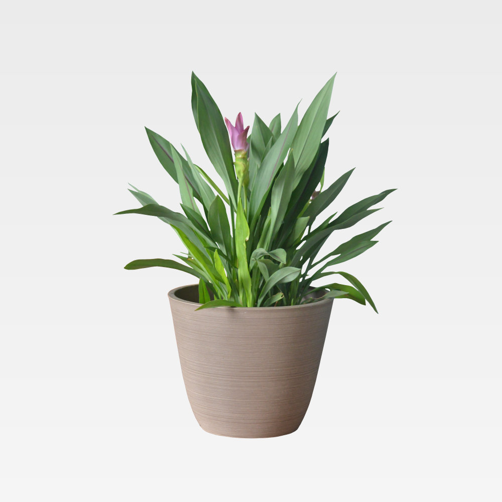 Mattias Pot Planter Primrue