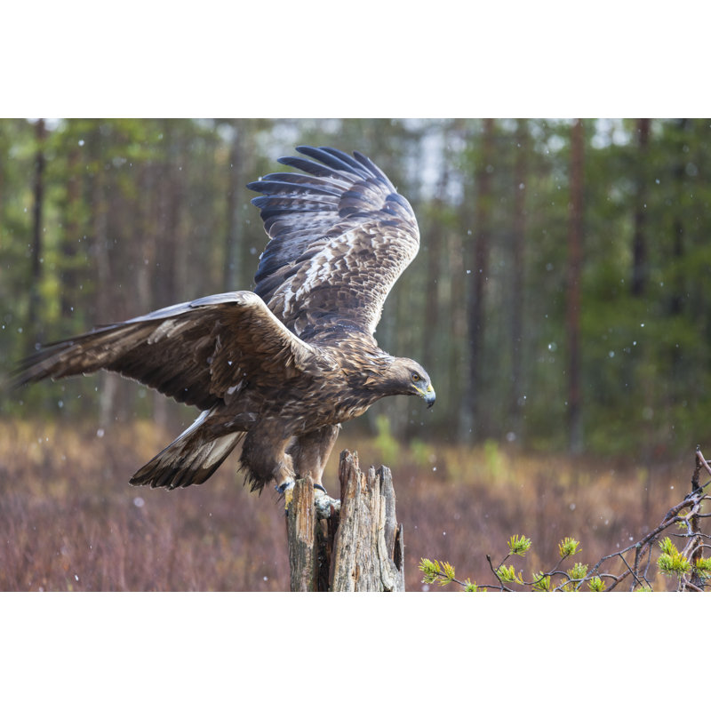 Golden Eagles, Aquila Chrysaetos by Mats Lindberg - Wrapped Canvas Print, 30cm H x 46cm W 3.8cm D