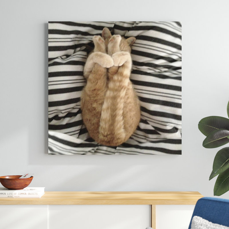 Chat Yoga, H 36 po x l 36 po