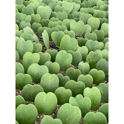 Green Hoya Kerrii Heart Original Sweetheart Plant Mothers Day Plant Hoya P