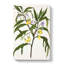 Poroporo Flowers by Sarah Featon - Wrapped Canvas-55322693