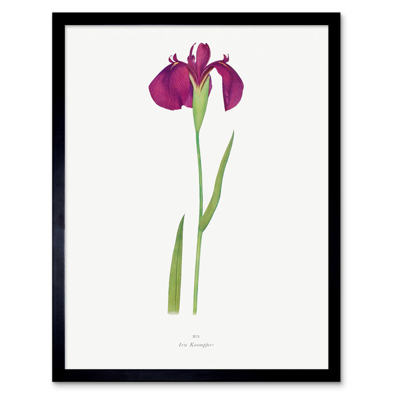 Japanese Water Iris Flower Floral Stem - Single Picture Frame Print