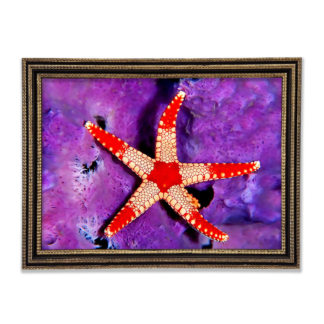 Gerahmtes Leinwandbild Starfish On Purple