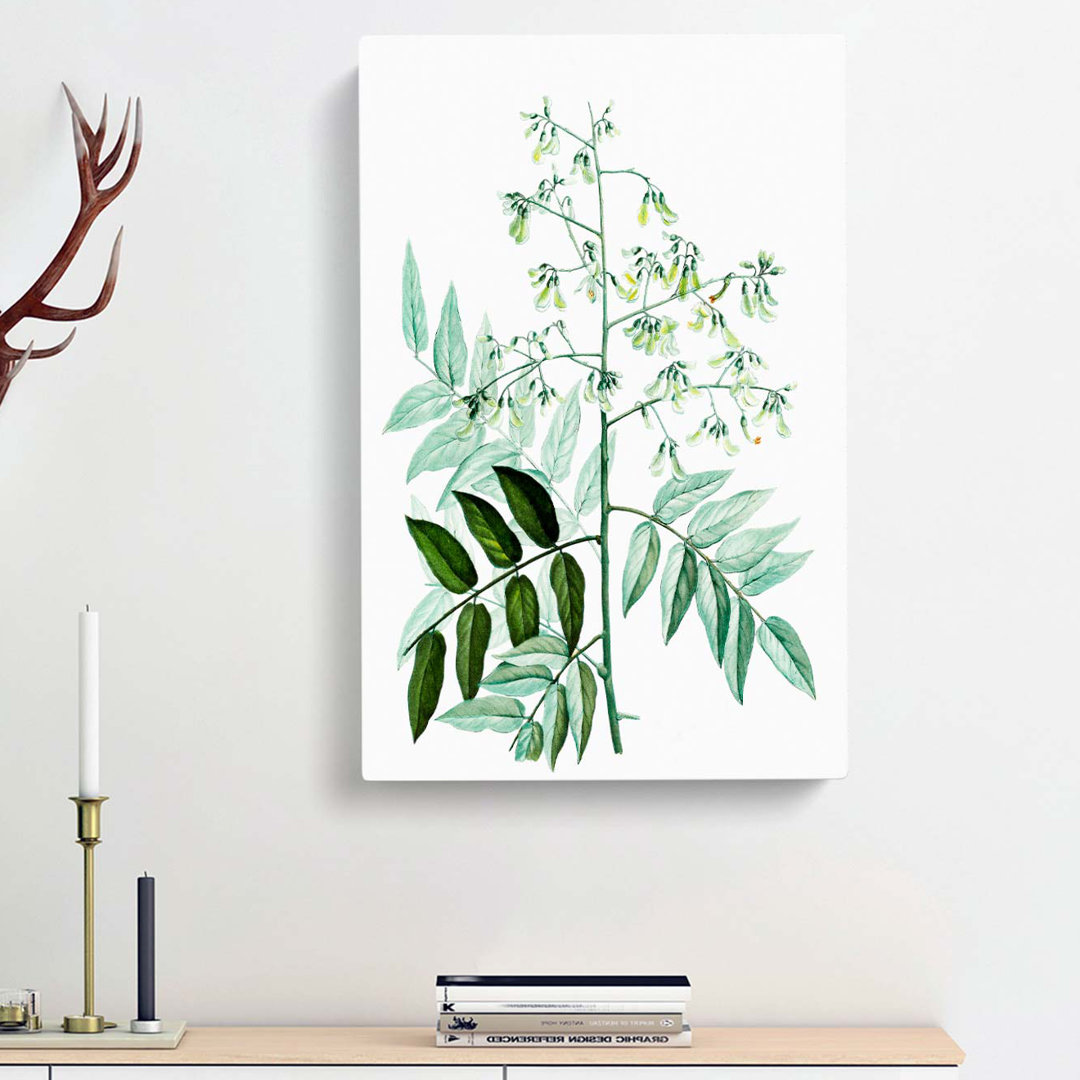 Japanese Pagoda Tree by Pierre-Joseph Redoute - Wrapped Canvas