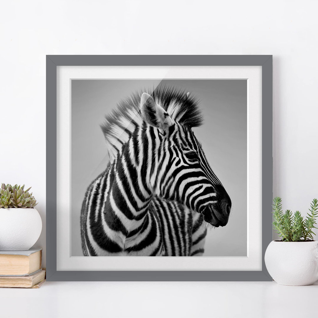 Gerahmter Fotodruck Baby Zebra Portrait II