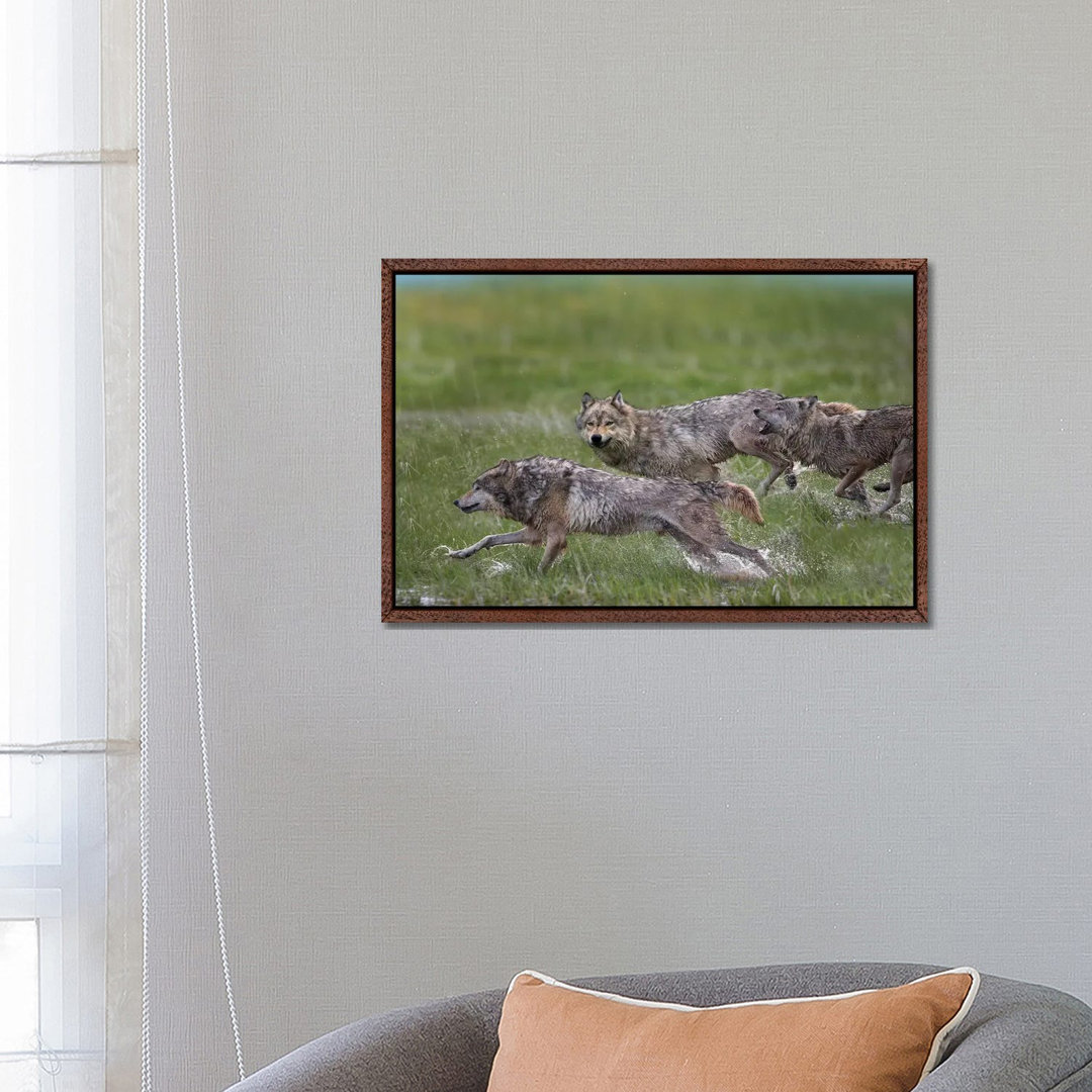 Gray Wolf Trio Running Through Water, North America von Tim Fitzharris - Gallery-Wrapped Canvas Giclée on Canvas