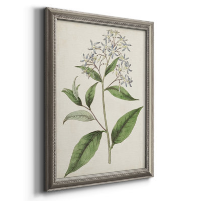 Collection Antique Botanical - reproduction d'art sur toile