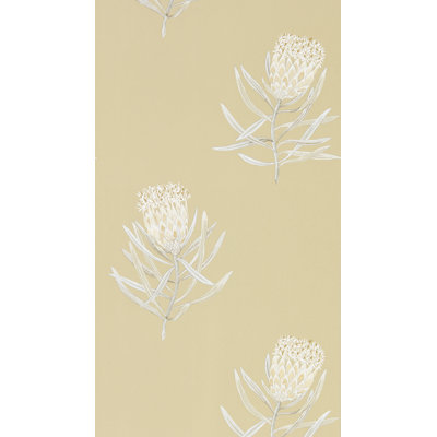 Protea Flower
