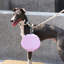 Bol pour chien pliable en silicone 2 en 1 Zeze