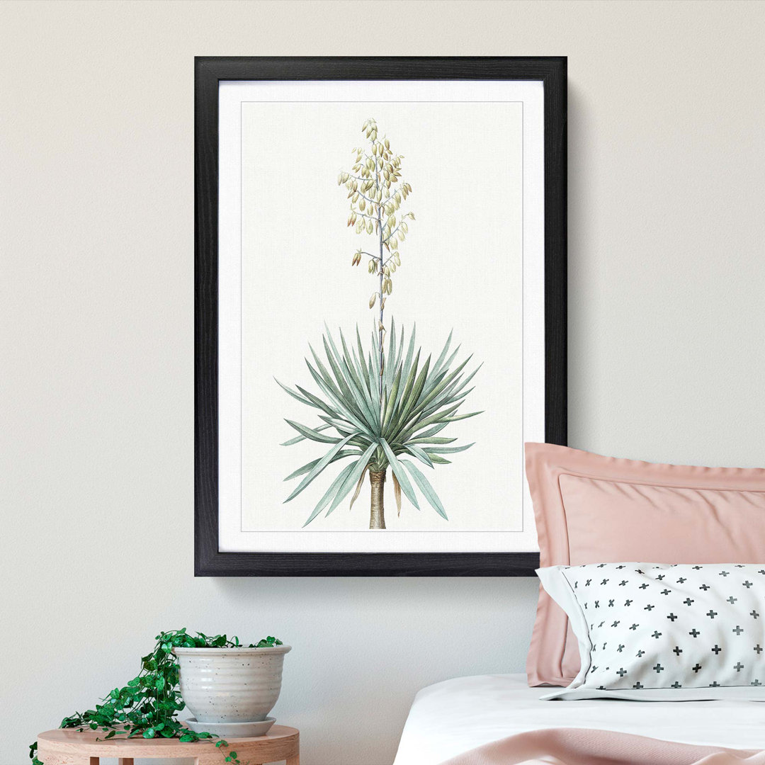 Adams Needle Yucca Flowers by Pierre-Joseph Redoute - Single Picture Frame Painting