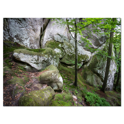 Deep Moss Forest with Rocks Landscape Photographic Print on Wrapped Canvas