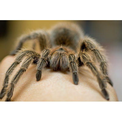 " Grammostola Rosea " by Kelifamily