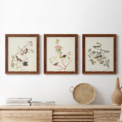 Pl. 194 Canadian Titmouse - Ensemble de 3 reproductions d'art sur toile