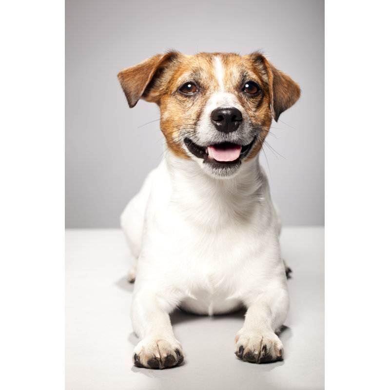 Jack Russel Terrier by Alvarez - No Frame Art Prints on Canvas, 30cm H x 20cm W